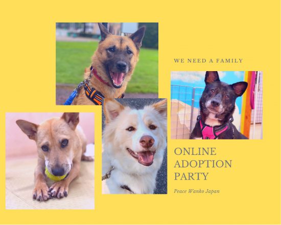 【ピースワンコの譲渡会】9/18(金)「オンライン譲渡会」開催(広島譲渡センター) 12 53f5544cbacc23b44e8f7aa10ecc9687 e1630652141114