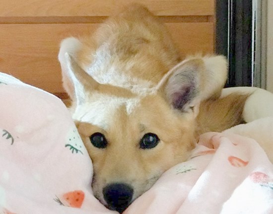 中古】 ある犬仲間たちの物語 ジョンの愉快でちょっぴり悲しい