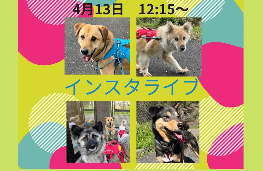 譲渡会・イベントのご案内 11 eyecatch