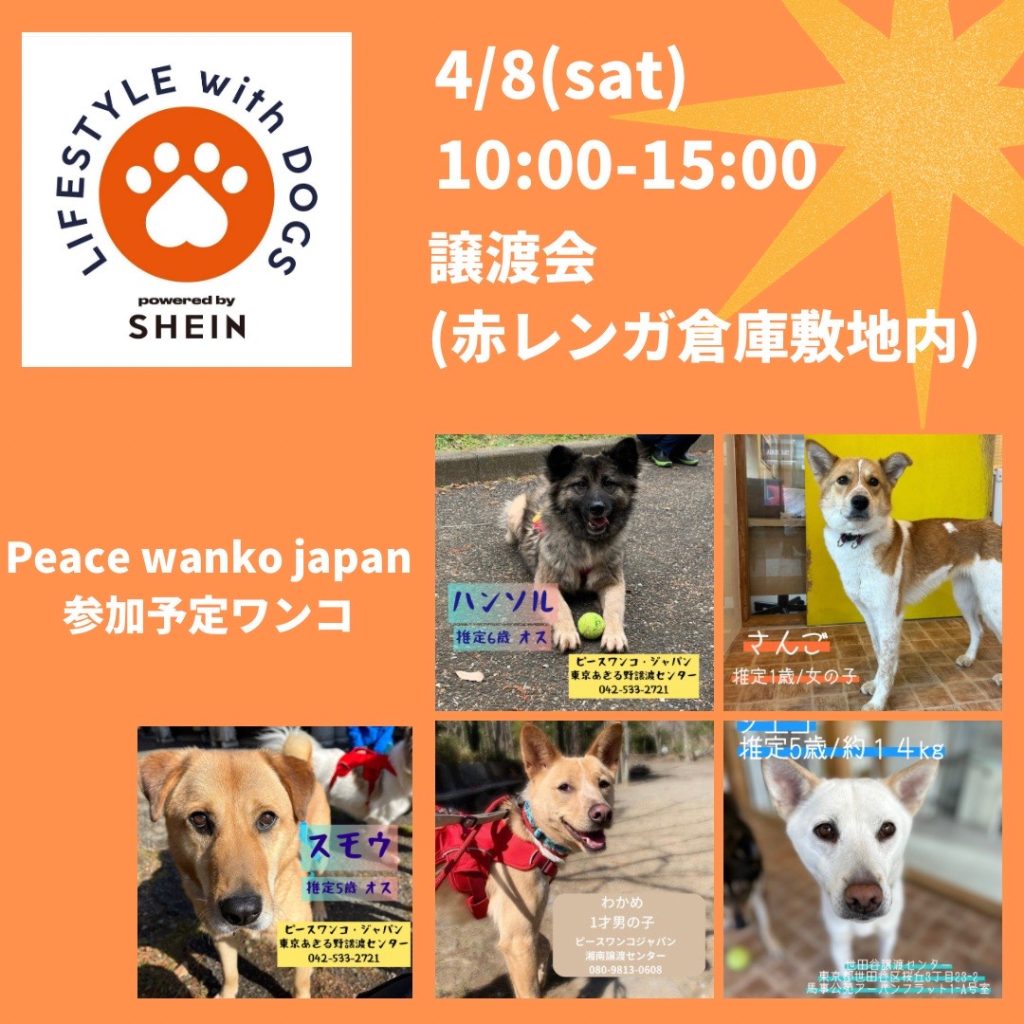 譲渡会・イベントのご案内 7 image 6483441 51 1