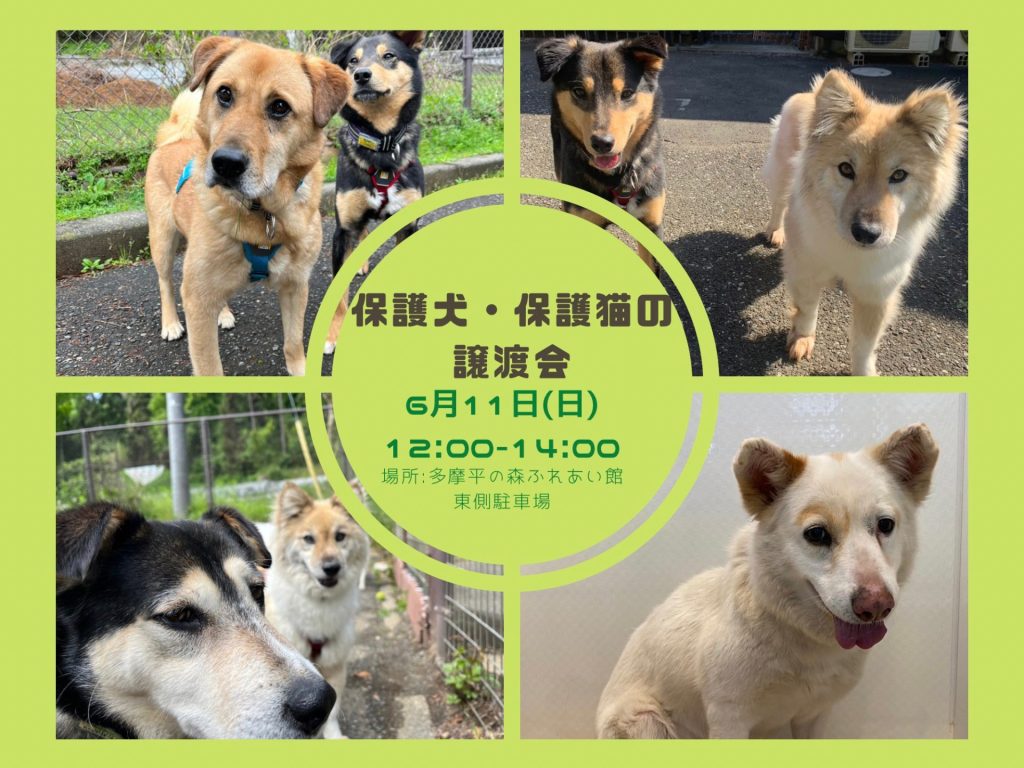 譲渡会・イベントのご案内 12 d03f41d8e8b98676e699181f89b87bb7