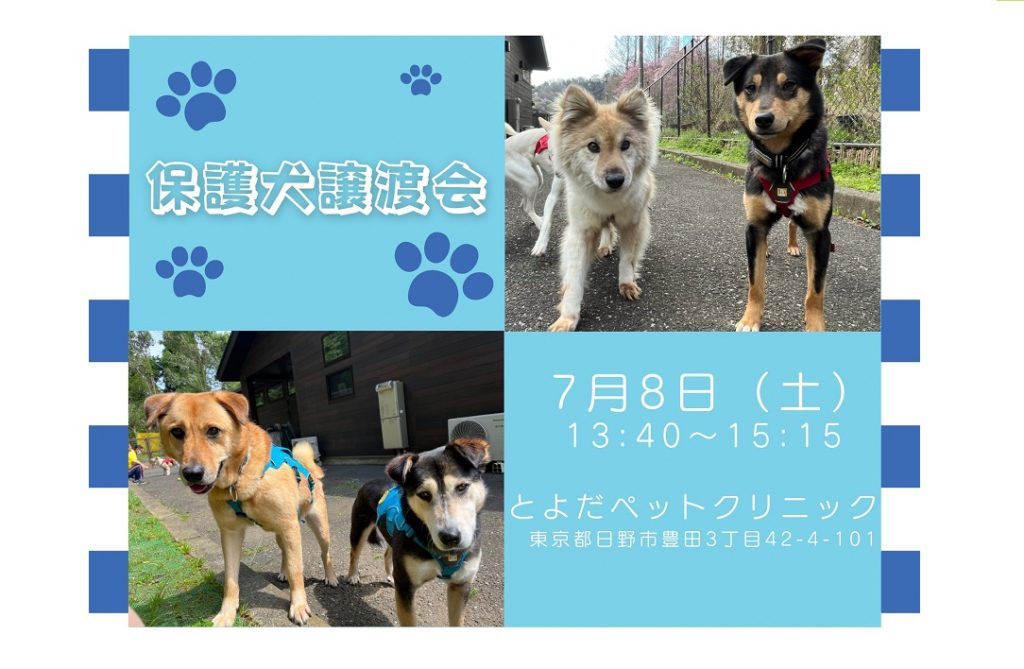 譲渡会・イベントのご案内 3 eyecatch2