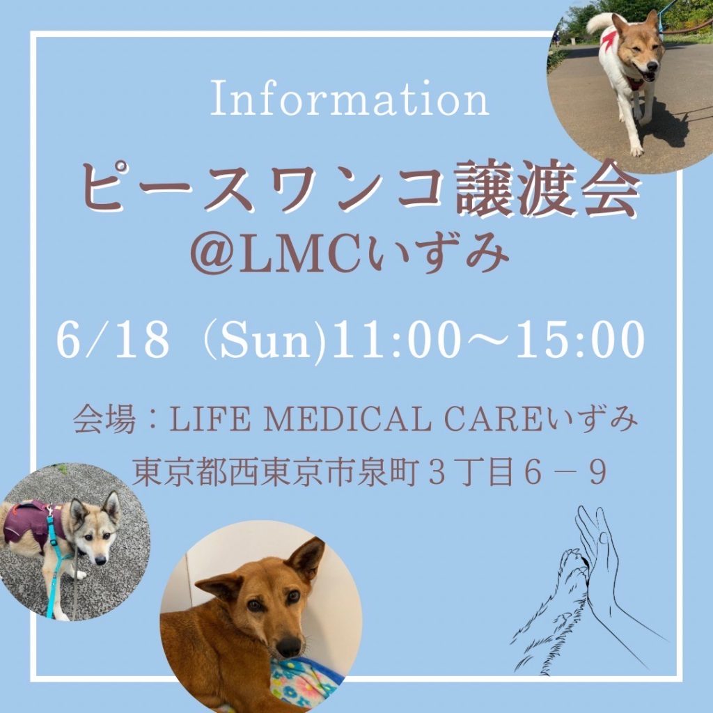 譲渡会・イベントのご案内 1 IMG 8175