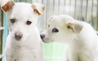 1439dc263241a8817960603cf424f2cd