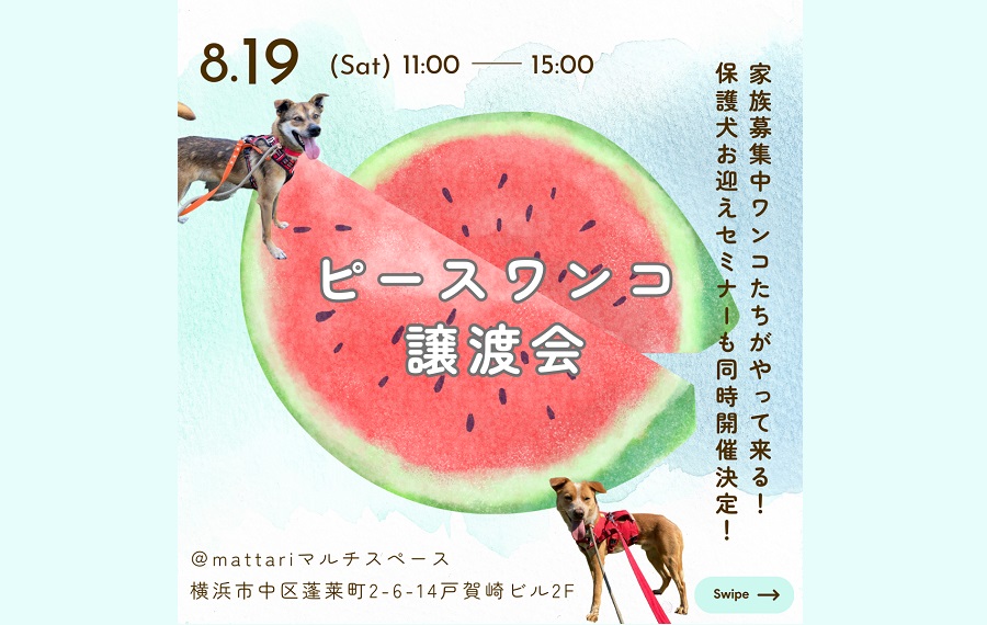 譲渡会・イベントのご案内 12 eyecatchseteagaya