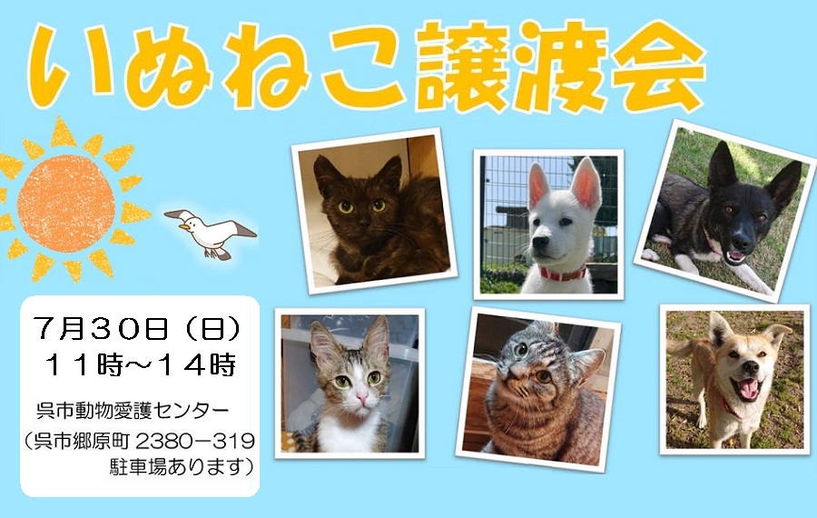 譲渡会・イベントのご案内 9 eyecatch kure