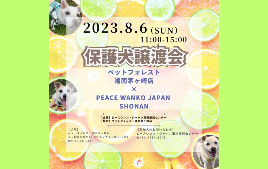 譲渡会・イベントのご案内 6 eyecatch shonan