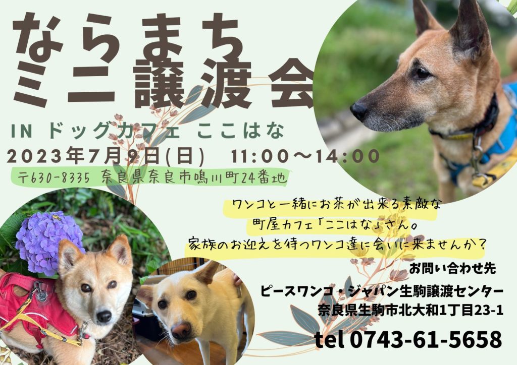 譲渡会・イベントのご案内 4 16405b4e1cc887386f0ae0a9f3ab7733