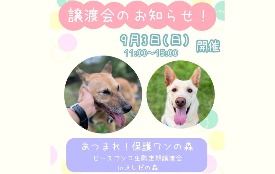 譲渡会・イベントのご案内 6 eyecatch 8 1