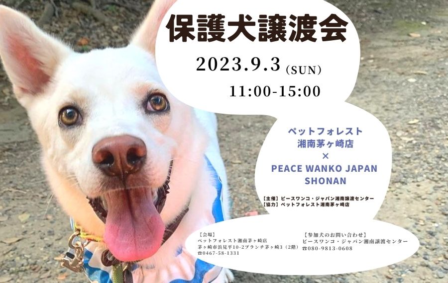 譲渡会・イベントのご案内 7 1E8D445E 1AA4 4F74 A94C 06725299E063