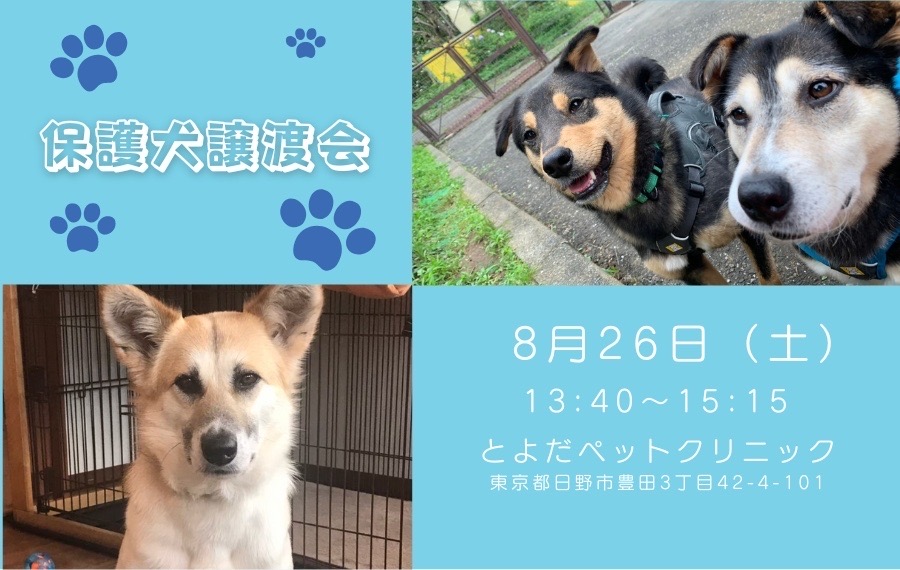 譲渡会・イベントのご案内 6 4BE8FD1C B58B 43D7 96C6 E5E879BDD0DF