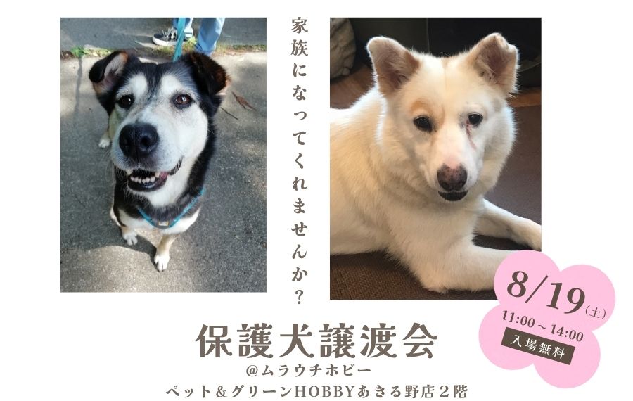 譲渡会・イベントのご案内 1 7b0954876c316e1e084cabd4f1dd8d25