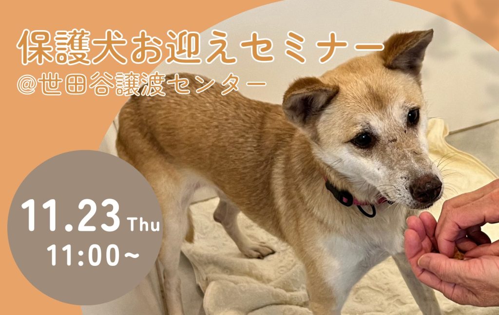 譲渡会・イベントのご案内 10 95647dd6a67f002796cd5b39cda4dab3 1