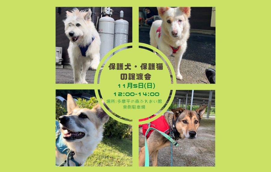 譲渡会・イベントのご案内 11 eyecatch 24