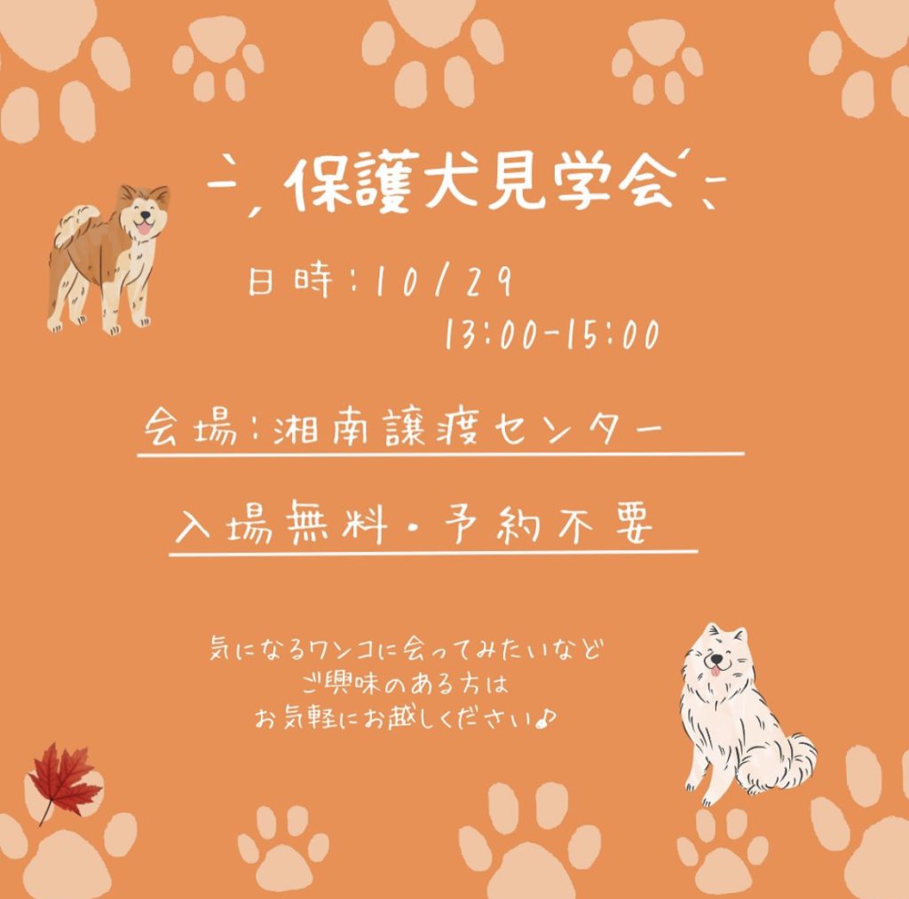 譲渡会・イベントのご案内 5 3870