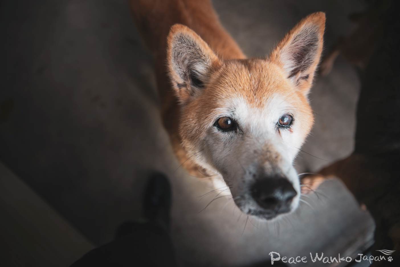 動物虐待をする人の心理とは?動物への影響や守るためにできること Journal ピースワンコ・ジャパン