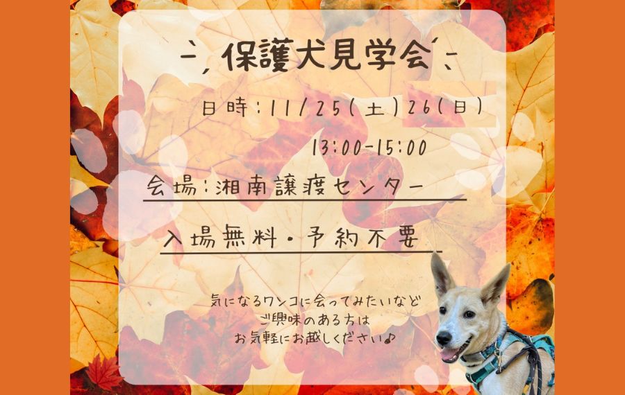 譲渡会・イベントのご案内 6 d0444dda565d54d972cdf9cd9a7f8e4f