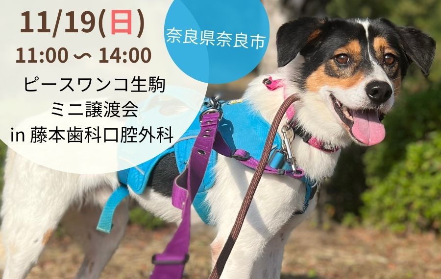 譲渡会・イベントのご案内 11 eyecatch 1 1