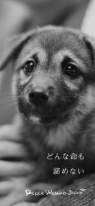 ピースワンコオリジナル「スマホ壁紙」_モノクロC