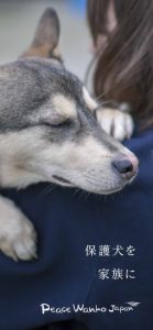 ピースワンコオリジナル「スマホ壁紙」_カラーB