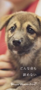 ピースワンコオリジナル「スマホ壁紙」_カラーC