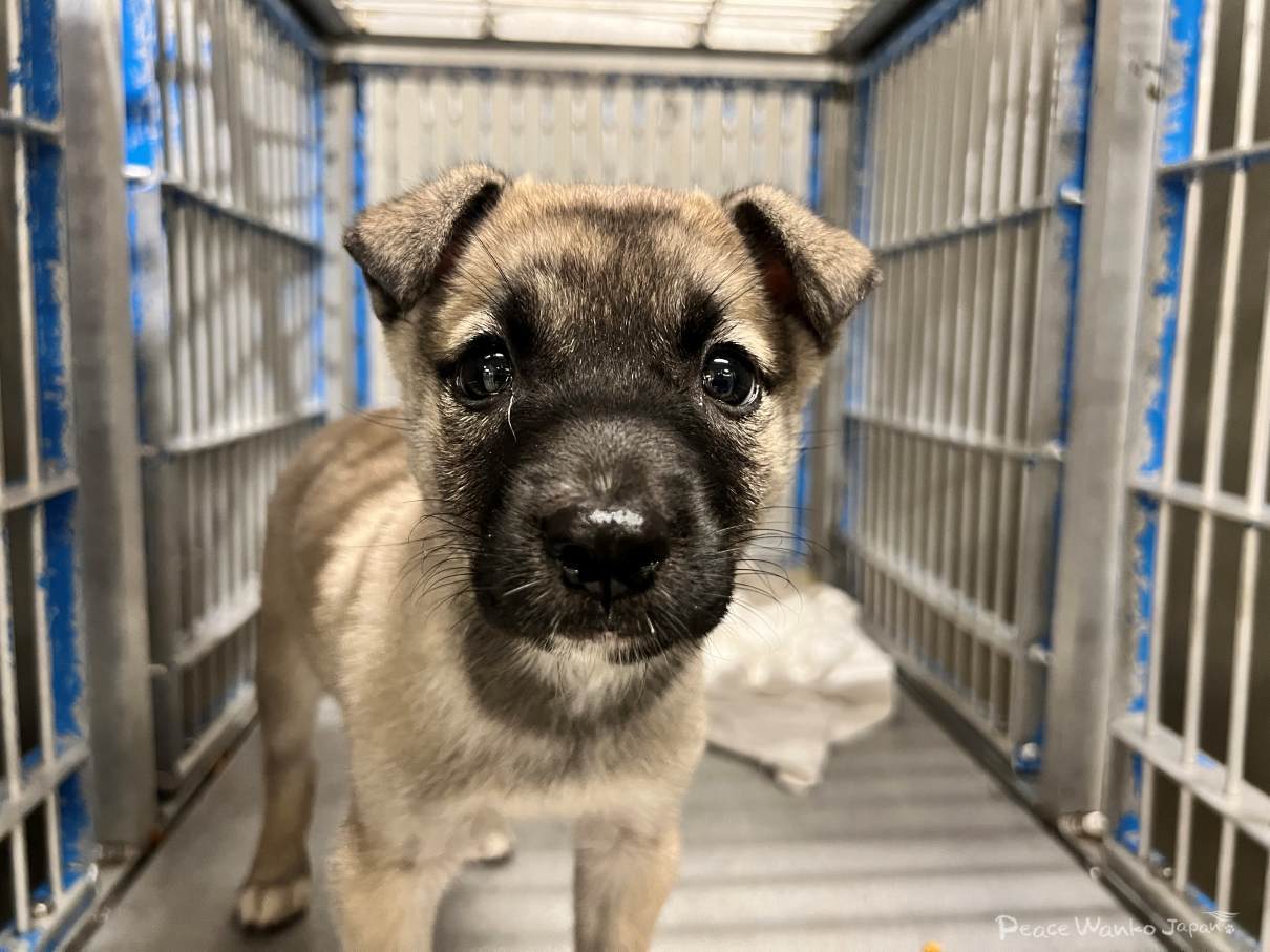 野良犬を保護するには？保護の方法や動物保護団体への支援方法を解説