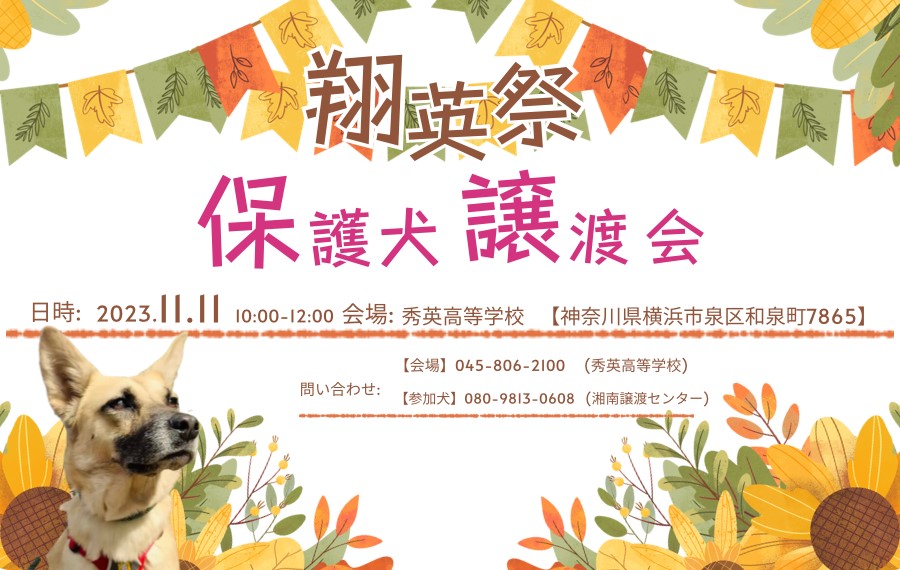 譲渡会・イベントのご案内 6 889951E2 0FE5 4FCC BE9F 16523937F2BE