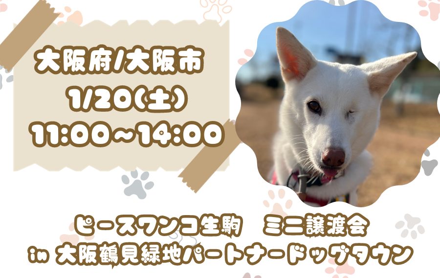 譲渡会・イベントのご案内 7 5633c7851c03951727d35ac41b8bc770