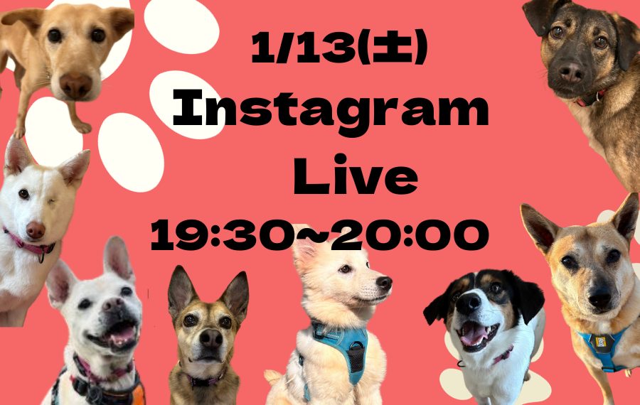 譲渡会・イベントのご案内 3 41089b23a4ee5f25c3504eedb9f5a185