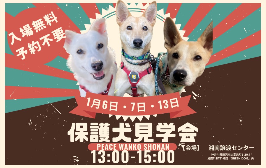 譲渡会・イベントのご案内 2 1 1