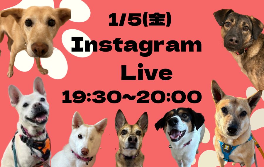 譲渡会・イベントのご案内 10 bdeb5d518da8804695659052919d7c54