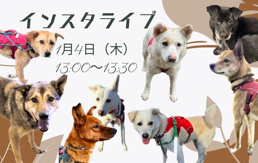 譲渡会・イベントのご案内 11 f4c2e811737d9383b2b8d60e89b674ee