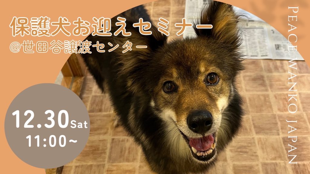 譲渡会・イベントのご案内 3 IMG 9853