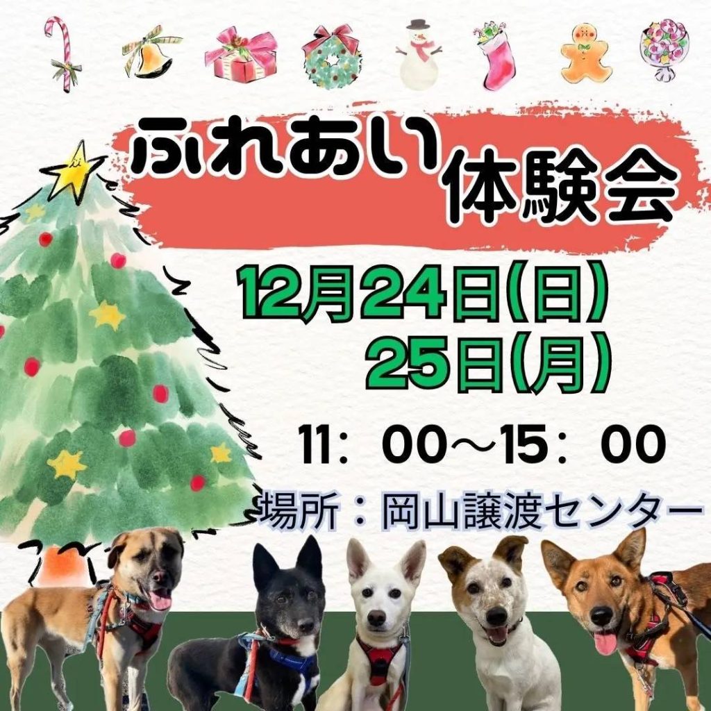 譲渡会・イベントのご案内 10 166824 0