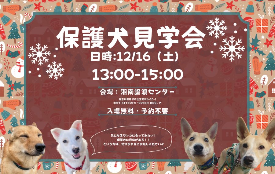 譲渡会・イベントのご案内 11 6750F5AD 1032 4D87 94A0 6015D37A4D82