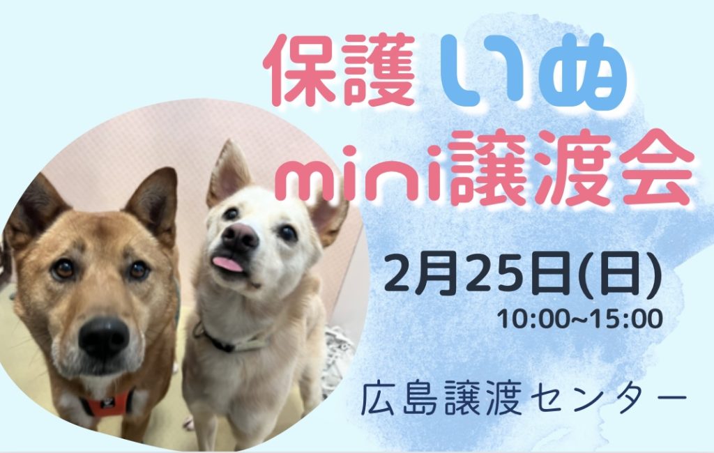 譲渡会・イベントのご案内 1 IMG 2831 1