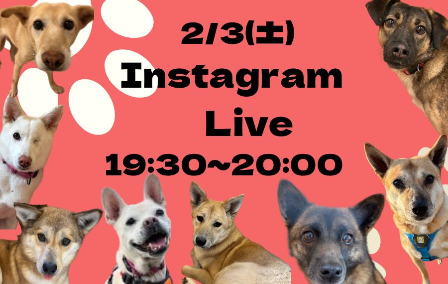 譲渡会・イベントのご案内 3 17653ca14e8e02203b79b3b96b8cf9ff