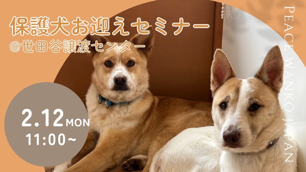 譲渡会・イベントのご案内 8 dfdc0e74e61fba44227e4ebaea6ab27a