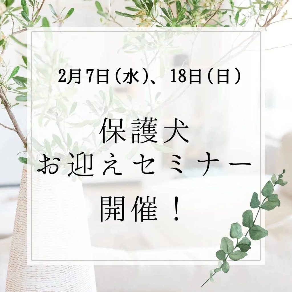 譲渡会・イベントのご案内 3 1 6