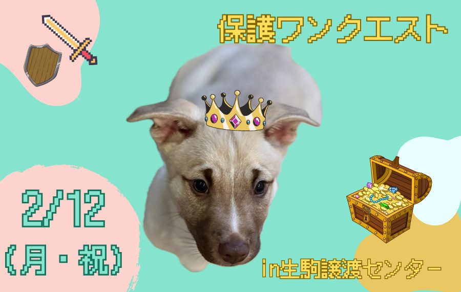 譲渡会・イベントのご案内 10 badfc7be2bc563cc8f20c96613cebaa9