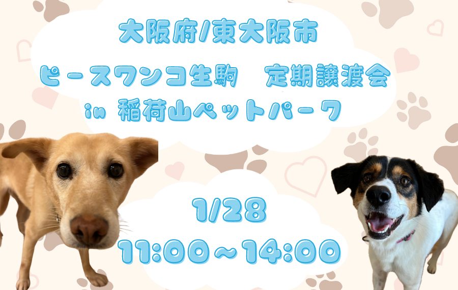 譲渡会・イベントのご案内 12 775332e0cb5b61dd25af7b95929eb049