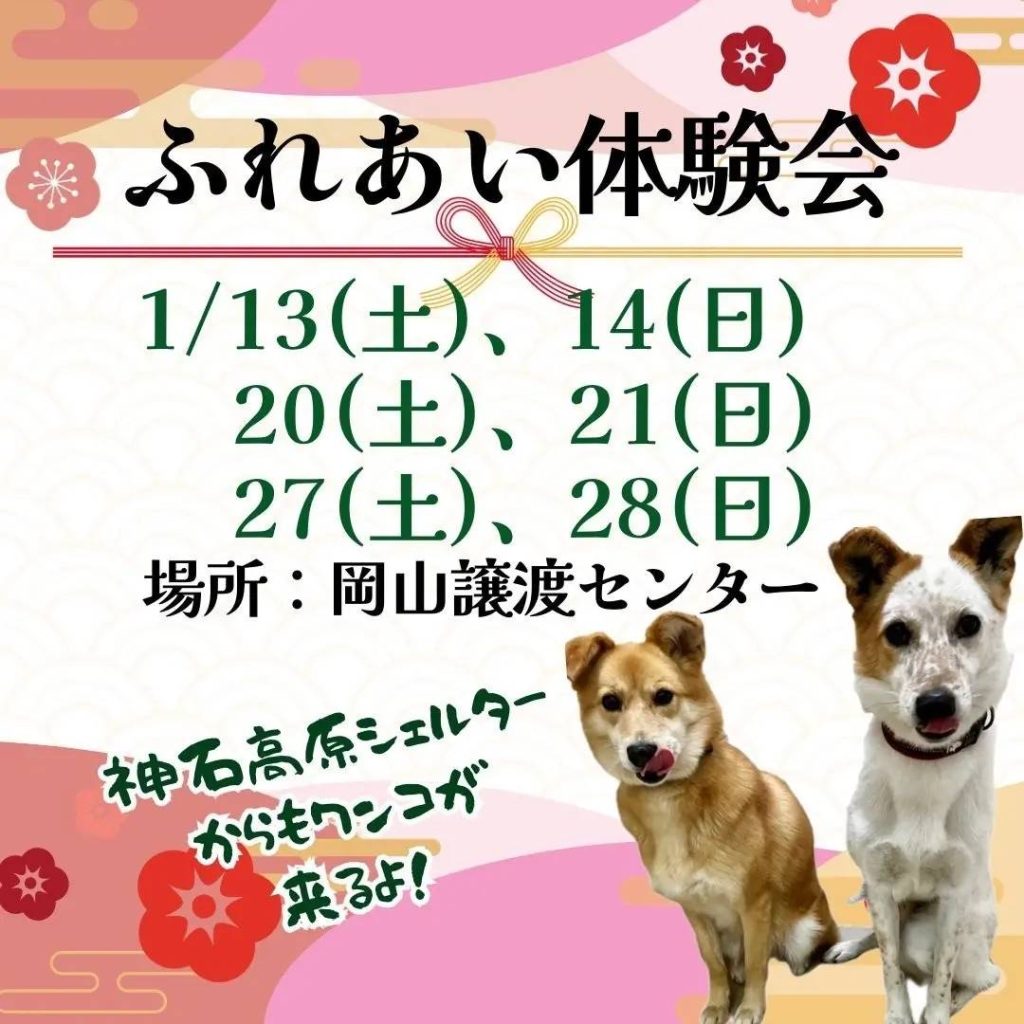 譲渡会・イベントのご案内 5 168949 0