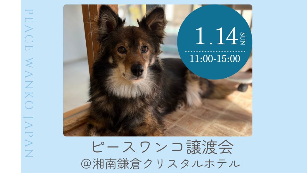 譲渡会・イベントのご案内 10 e2e3ef7f5ba46b0c69081bf037b87eb9