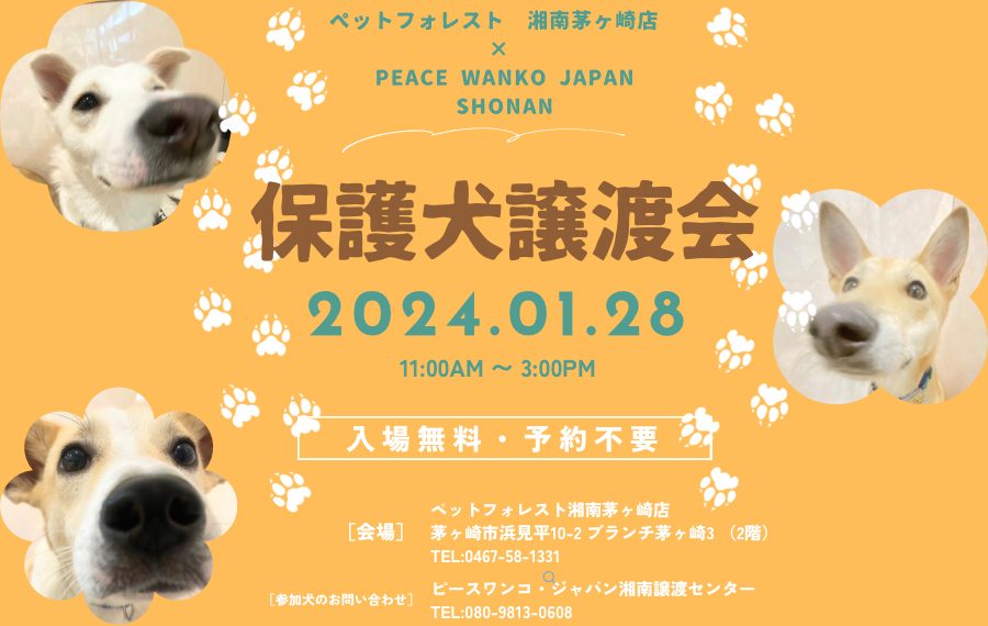 譲渡会・イベントのご案内 10 7B7F30D5 0EDC 4462 8DB8 00D3BEE14F41 1