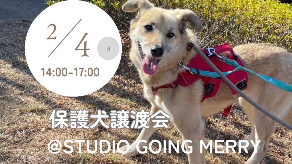 譲渡会・イベントのご案内 1 IMG 3200