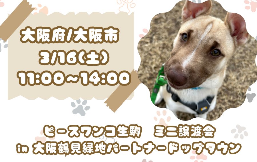 譲渡会・イベントのご案内 8 ba3d4f2035f00d7314fd8aba3d527082