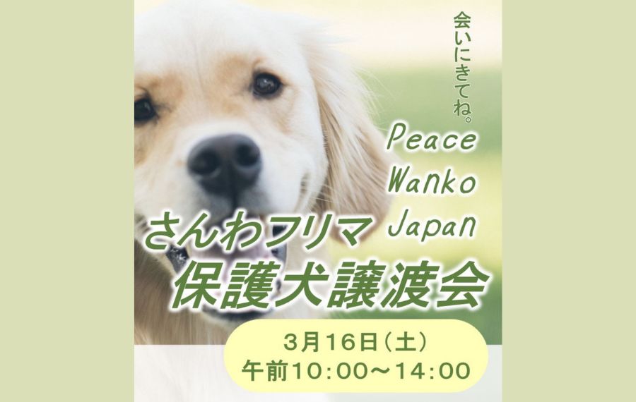 譲渡会・イベントのご案内 7 eyecatch 32