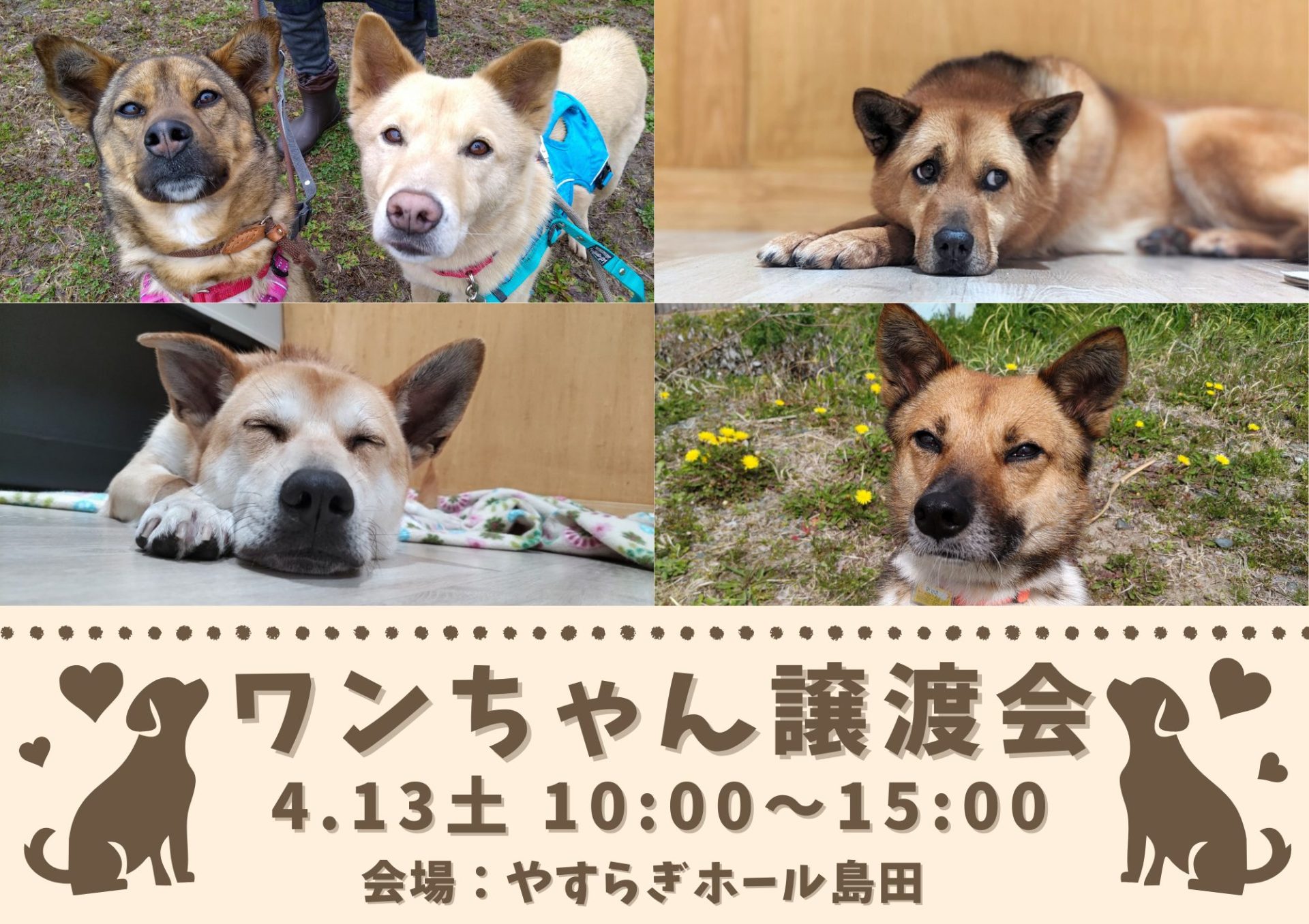 ピースワンコの譲渡会】4/13(土) ワンちゃん譲渡会開催 (静岡/島田市