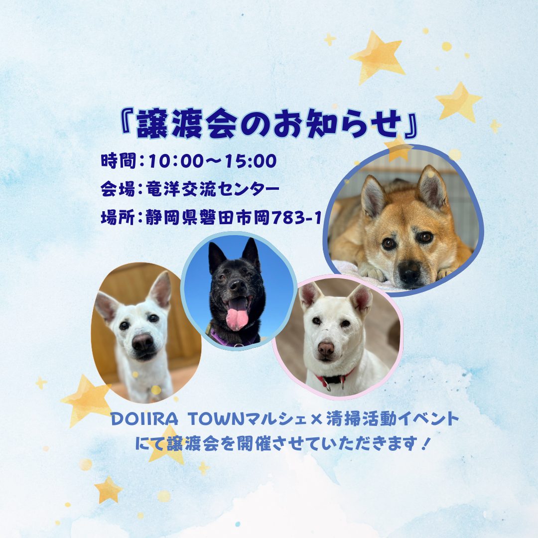 ワンコの写真 可愛すぎ注意！約50頭のワンコ大集合「chita wan クリスマスマルシェ