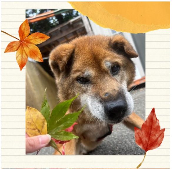 ワンだふるファミリーからの近況報告：2024年11月27日(水曜日